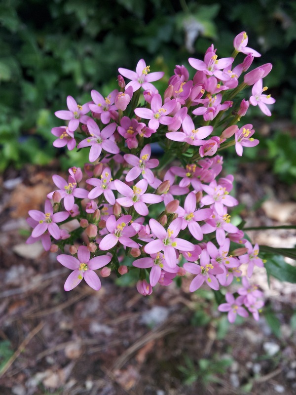 Centaurium erythraea